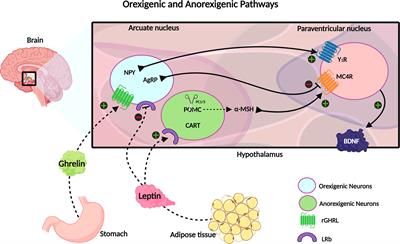 When Leptin Is Not There: A Review of What Nonsyndromic Monogenic Obesity Cases Tell Us and the Benefits of Exogenous Leptin